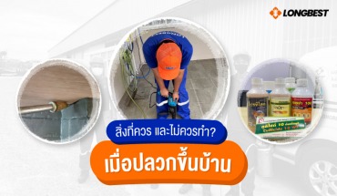 กำจัดปลวก