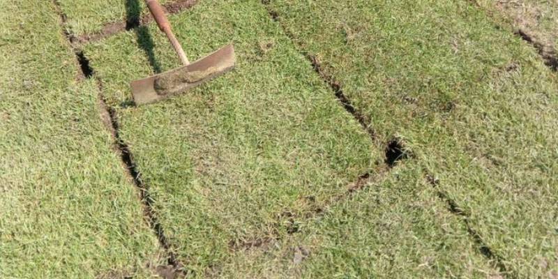 จำหน่ายพันธุ์ปูสนามทุกชนิด