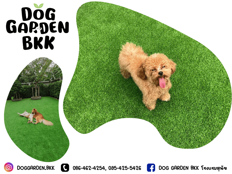 โรงแรมสุนัขเปิดใหม่ ใกล้ฉัน