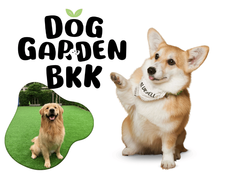 โรงแรมดูแลน้องหมาแบบรายวัน