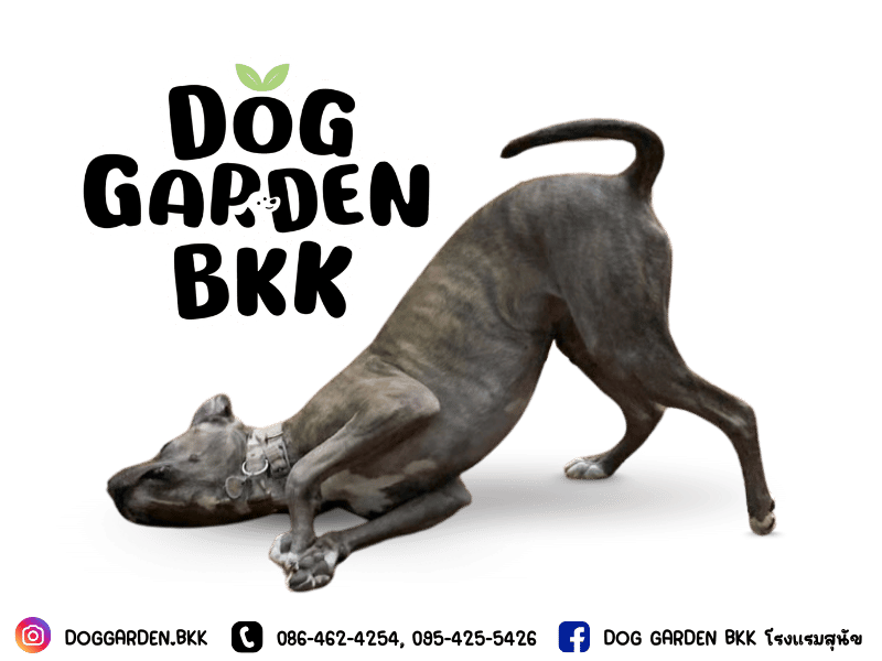 DOG GARDEN BKK ดูแลน้องหมา