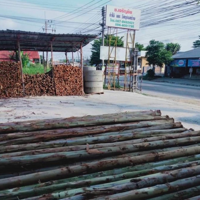 ขายไม้ยูคา ราคาถูก
