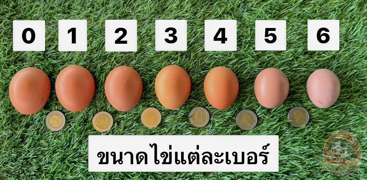ขนาดไข่ไก่สำหรับแก้บน ขนาดไข่ไก่สำหรับแก้บน