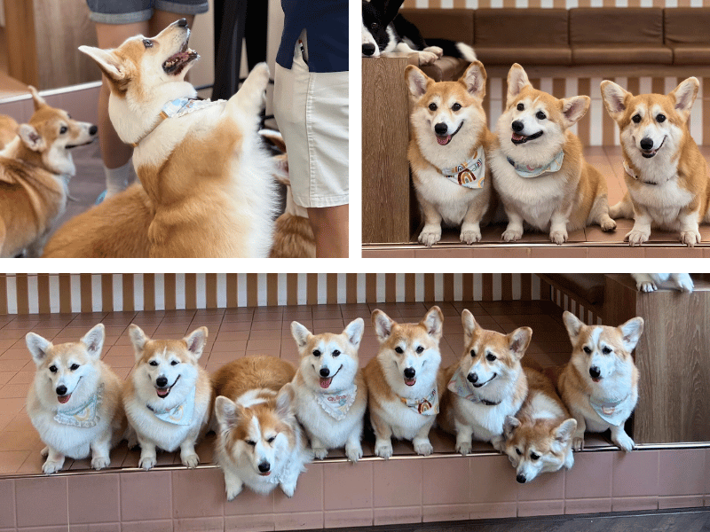 คาเฟ่หมาน่ารัก Corgi Cafe