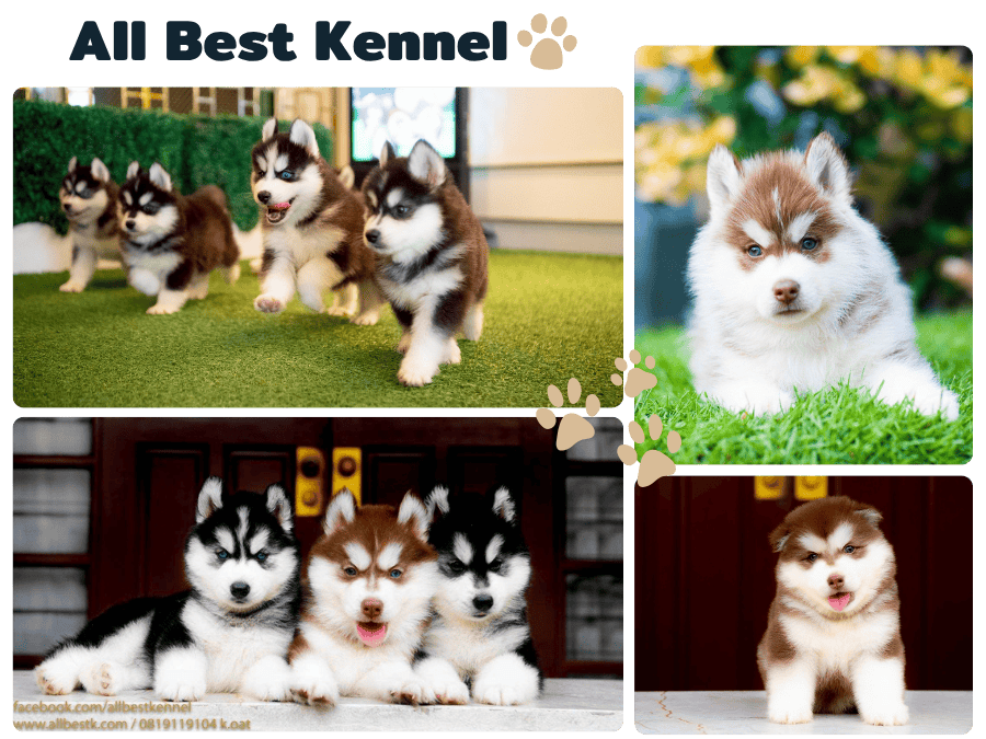 ฟาร์มสุนัขไซบีเรียน ออเบส เคนเนล 