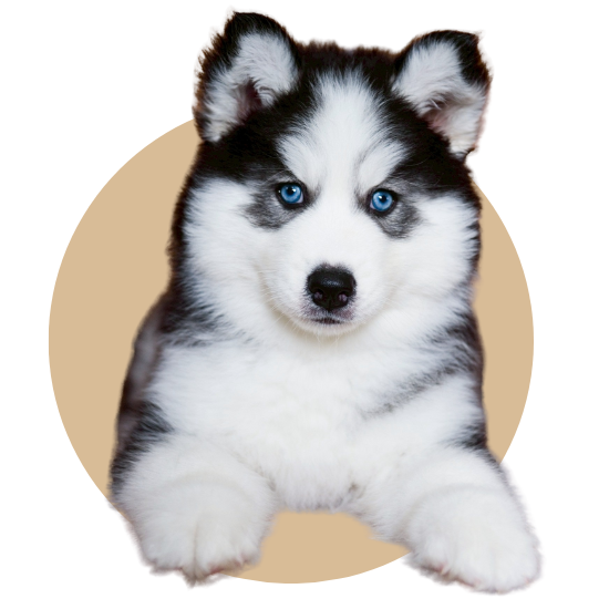 ฟาร์มหมาไซบีเรียนนนทบุรี