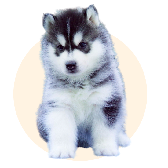 ฟาร์มเพาะลูกหมาไซบีเรียนสวยๆ