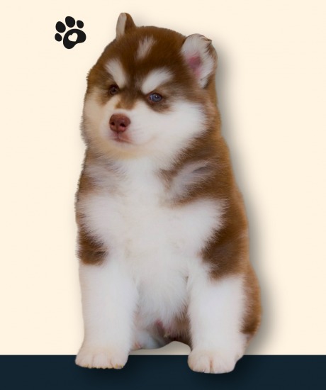 ลูกหมาไซบีเรียน