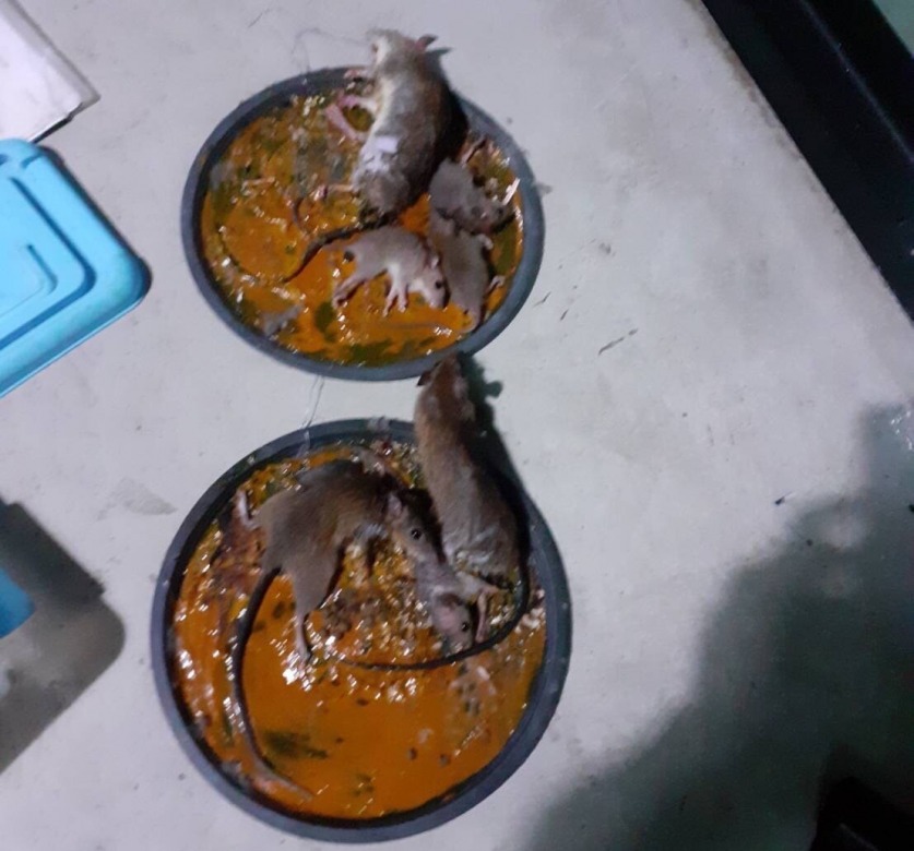 กำจัดหนู เชียงราย กำจัดหนู เชียงราย