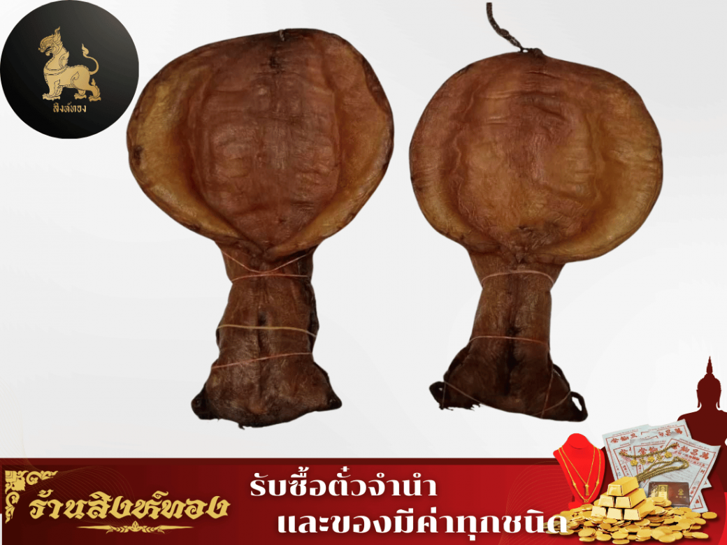 กระเพาะปลาเก่า