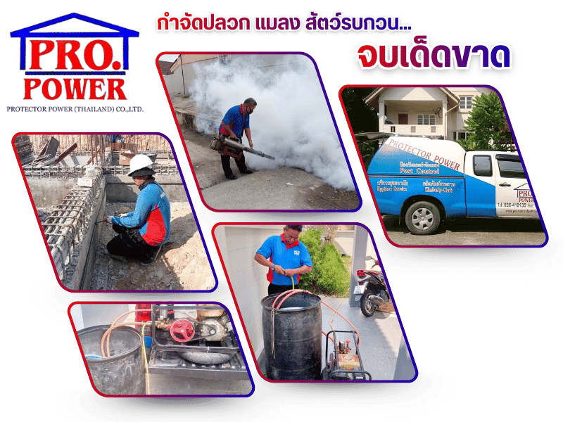 บริการกำจัดปลวก แมลง ครบวงจร ชลบุรี