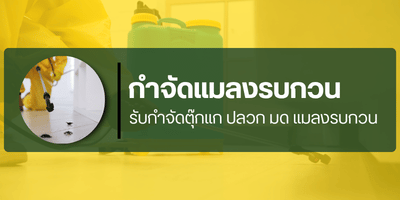 กำจัดแมลง