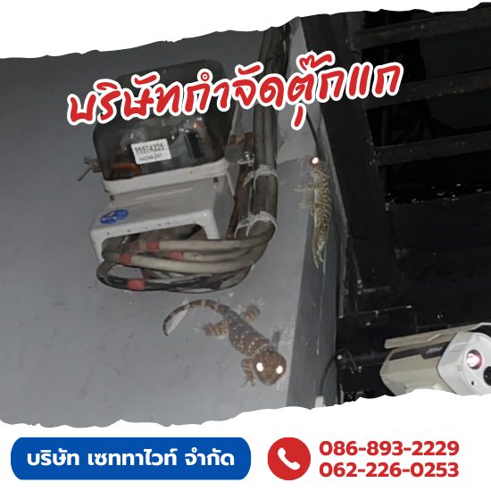 รับจับตุ๊กแกบ้านด่วน