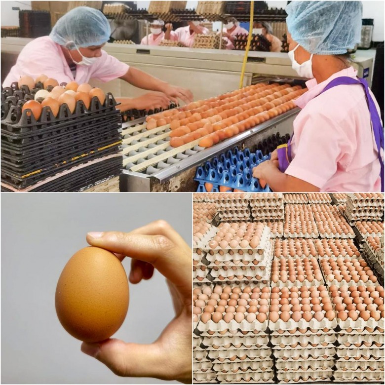 ขายส่งไข่ไก่ ชลบุรี ราคาถูก