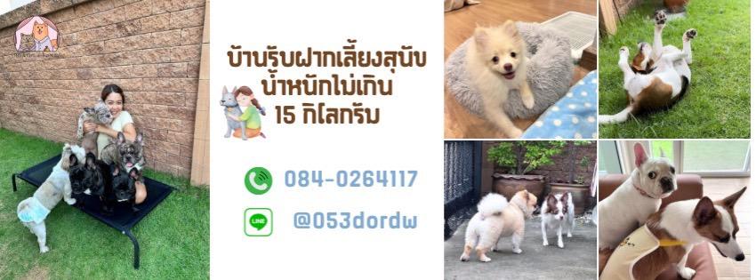 รับฝากเลี้ยงสุนัขน้ำหนักไม่เกิน 15 กิโลกรัม