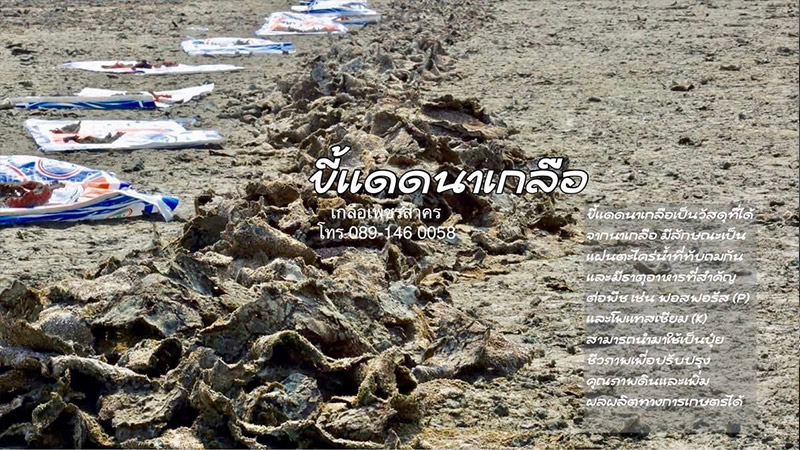 ขายส่งขี้แดดนาเกลือสมุทรสาคร