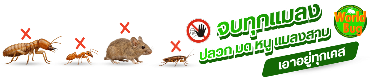 จบทุกแมลง  ปลวก มด หนู แมลงสาบ