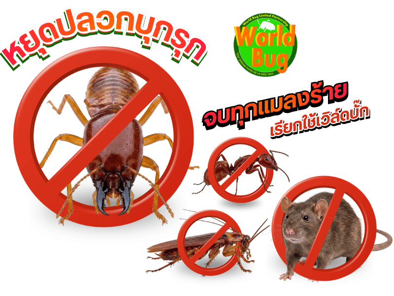 บริษัทรับกำจัดปลวกและแมลงกรุงเทพ