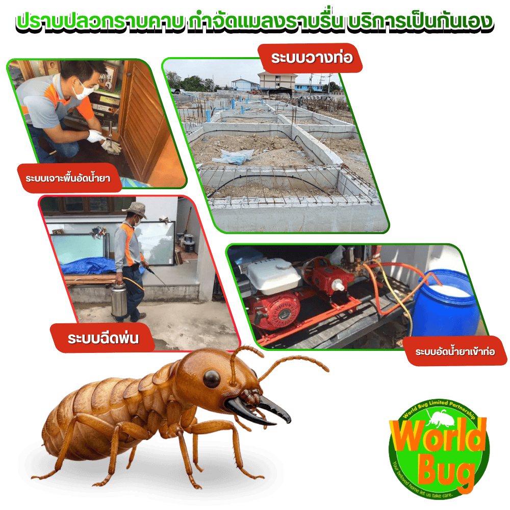 หาช่างรับกำจัดปลวกมืออาชีพ กรุงเทพ
