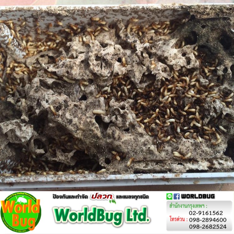 กำจัดปลวกราคาถูก กำจัดปลวกราคาถูก มีนบุรี กำจัดปลวกราคาถูก ลาดกระบัง กำจัดปลวกราคาถูก รามคำแหง