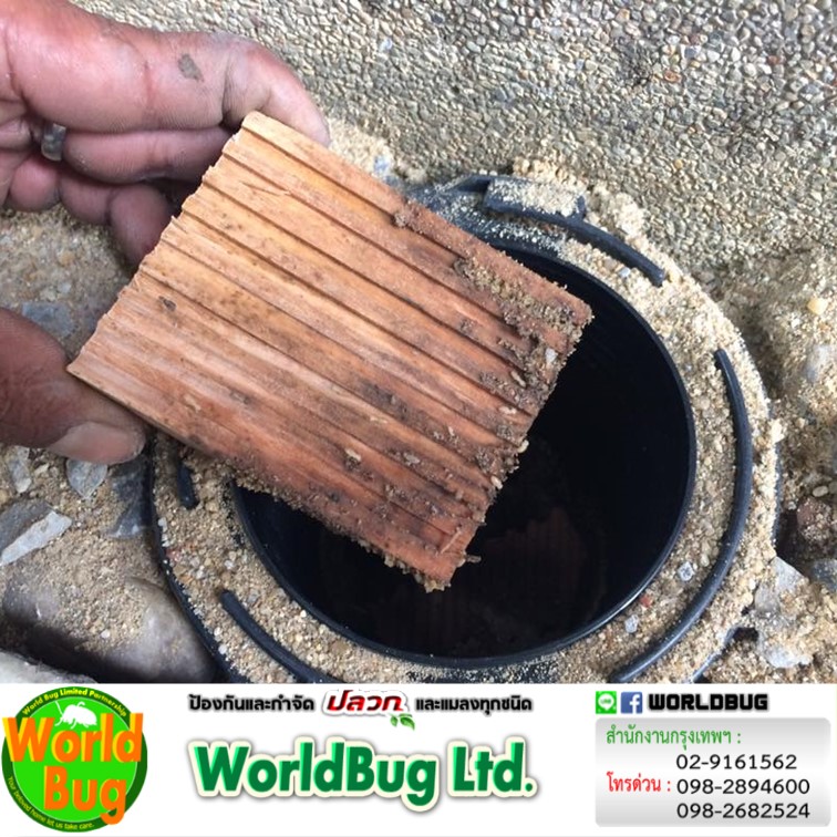 บริษัทกําจัดปลวก ราคา บริการรับฉีดปลวก ราคาถูก บริการวางท่อกำจัดปลวก รับกำจัดปลวก