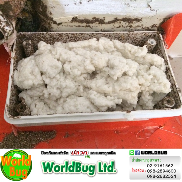 บริษัทกำจัดปลวก ปลวกตายยกรัง กําจัดปลวกแบบยกรัง ราคา