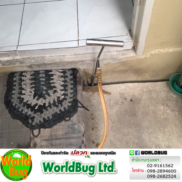 บริษัทรับกำจัดแมลงสาบใกล้ฉัน กทม. บริการกำจัดแมลงสาบ ราคาถูก