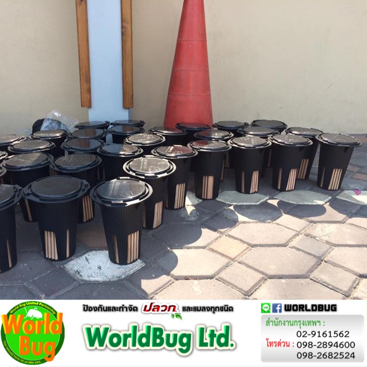 บริษัทกำจัดปลวกใกล้ฉัน กรุงเทพ ฉีดปลวกราคาถูก