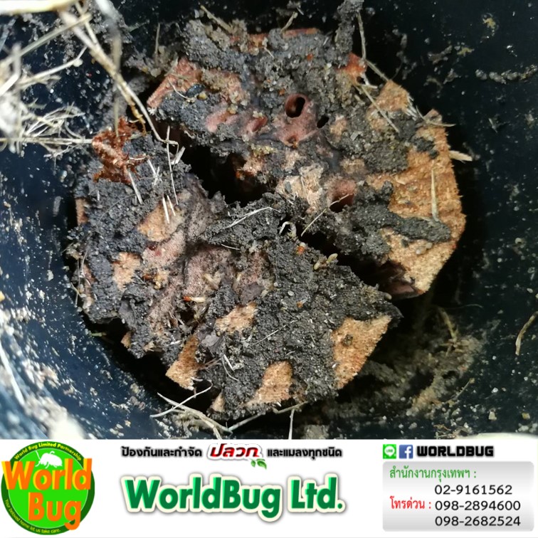 บริษัทกำจัดปลวกราคาถูก บริษัทกําจัดปลวก ใกล้ฉัน บริการกำจัดมดไร้สารเคมี