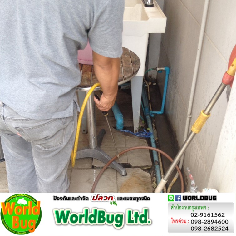 กำจัดแมลงราคาถูก บริษัทกำจัดแมลงใกล้ฉัน กรุงเทพ 