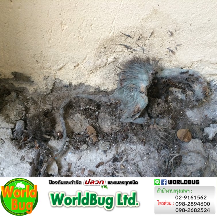 บริษัทรับกำจัดหนูบ้าน กำจัดหนูร้านอาหารใกล้ฉัน กทม.