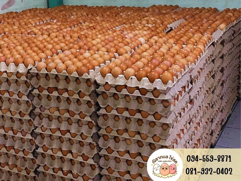 ขายส่งไข่ไก่ ขายส่งไข่ไก่