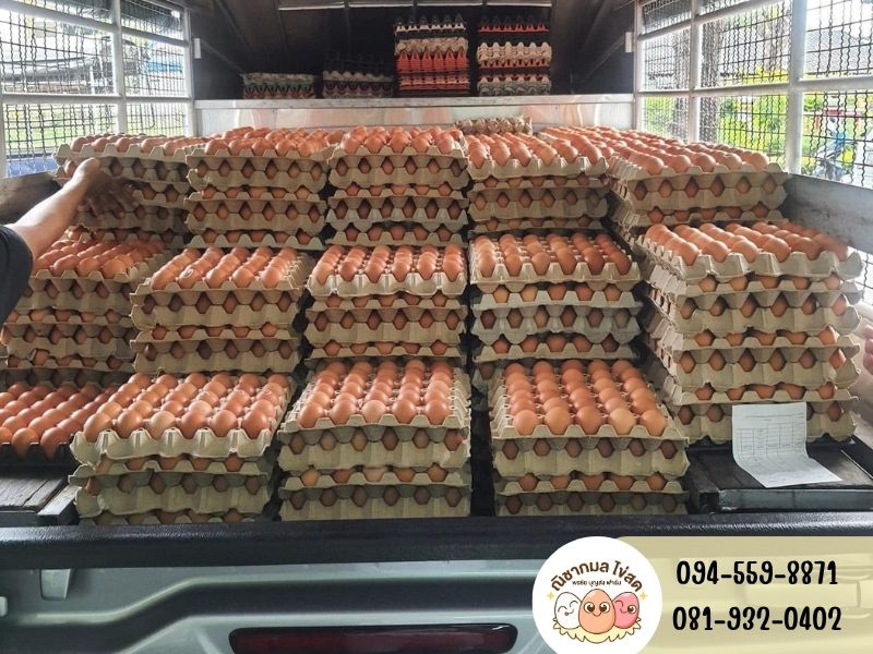 ร้านขายส่งไข่ไก่รายใหญ่ย่านประชาอุทิศ ร้านขายส่งไข่ไก่รายใหญ่ย่านประชาอุทิศ