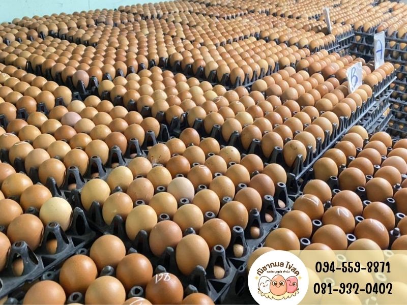 ร้านขายไข่ไก่ ร้านขายไข่ไก่